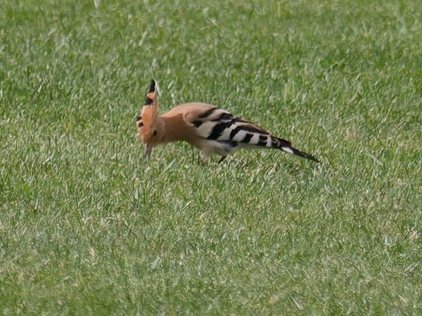 <h3><a href="/trips/ebro/biota/animalia/chordata/aves/038 bucerotiformes/001 upupidae/upupa epops/upupa epops-nl.html">Upupa&nbsp;epops</a> / Eurasian&nbsp;hoopoe / Hop</h3>OM-1 Mark II met OLYMPUS M.300mm F4.0, 1/2000 sec  bij F4.0, ISO 320